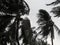 Coconut palm tree blowing in the winds before heavy hurricane. Low key toned image.