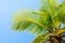 Coconut palm tree on blue clean sky background