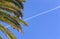 Coconut Palm tree with blue sky ond plane track.