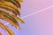 Coconut Palm tree with blue sky ond plane track