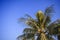 Coconut Palm tree on the clear blue sky gradient color