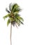 Coconut palm tree, Coco green leaves isolated