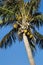 Coconut Palm Tree, Cocos nucifera, with a blue sky