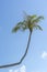 Coconut palm tree curved hanging over sea on the tropical beach, Thailand