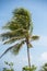 Coconut Palm Tree on Dravuni Island