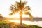 Coconut palm tree and glowing sun on summer dusk, organic vegetables garden at lakeside