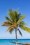 Coconut palm tree, Grand Turk, Turks and Caicos