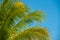 Coconut Palm tree. Green Tree branch. Blue sky on background. Spring break or Summer vacations. Tropical nature.