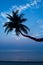 coconut palm tree on Haad Salad beach