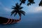 coconut palm tree on Haad Salad beach