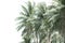 Coconut palm tree isolated