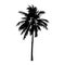 Coconut palm tree, isolated natural sign, vector