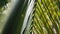 Coconut palm tree leaf swing on wind close up