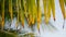 Coconut Palm Tree Leaves Against Blue Sky on Paradise Tropical Beach. Summer Tourism Vacation Holiday Background Concept