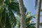 Coconut palm tree with lizzard and hole and and blue sky with clouds on Maafushi Island Maldives