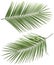 Coconut palm tree long leaves set 2 isolated