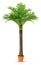 Coconut palm tree in pot plastic isolated white background, Coconut tree for decoration booth exhibitions prop display garden