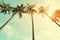 Coconut palm tree in seaside tropical coast