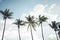 coconut palm tree in seaside tropical coast