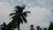 Coconut palm tree in silhouette sunlight back-lit. White color sunrise sky with floating clouds in winter. Seasonal background