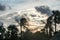 Coconut palm tree silhouettes at sun sunlight sunset evening time. Romantic moody cloud sky in background. Rural backdrop scene.