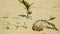 Coconut palm tree sprouting on tropical beach.