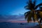 Coconut palm tree at sunrise