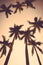 Coconut palm tree sunset silhouette vintage retro