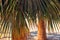 Coconut palm tree at tropical coast beach, made with Vintage Tones, Warm tones. Holiday concept.