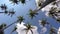 Coconut Palm Trees against Blue Tropical Sky. Time