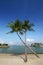 Coconut palm trees on beach