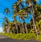 Coconut Palm Trees On The Black Sand of Punalu\\\'u Beach