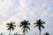 Coconut palm trees and blue cloudy sky