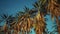 Coconut palm trees on blue sky 3