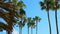 Coconut palm trees bottom view. Green palm tree on blue sky background.