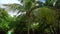 Coconut palm trees bottom view. Green palm tree on blue sky background. Carribean sea. View of palm trees against sky