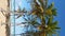 Coconut palm trees on caribbean shore. Dominican Republic
