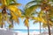 Coconut palm trees Caribbean tropical beach