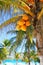 Coconut palm trees Caribbean tropical beach