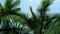 Coconut palm trees foliage closeup. Aerial flight 4k  video.