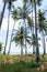 coconut palm trees and four directions on beach