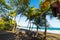 Coconut palm trees in Grande Anse in Guadeloupe