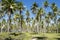 Coconut Palm Trees Grove Blue Sky