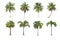 Coconut and palm trees Isolated tree on white background , The collection of trees.Large trees are growing in summer