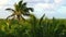 Coconut palm trees jungle in Caribbean