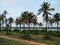 Coconut palm trees, Kerala coastline