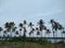 Coconut palm trees, Kerala coastline