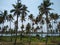 Coconut palm trees, Kerala coastline