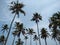 Coconut palm trees, Kerala coastline