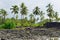 Coconut palm trees on mixed sand and lava beach, Puuhonua O Honaunau Place of Refuge National Park, Hawaii